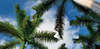 Hyatt Regency Grand Cayman Beach Suites 